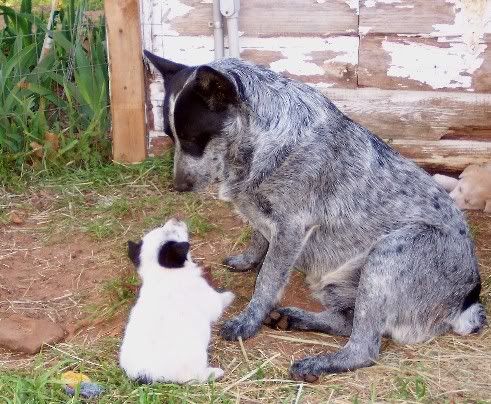 Help!!! My blue heeler bit OFF one of my Jersey cows teats :( - Cattle