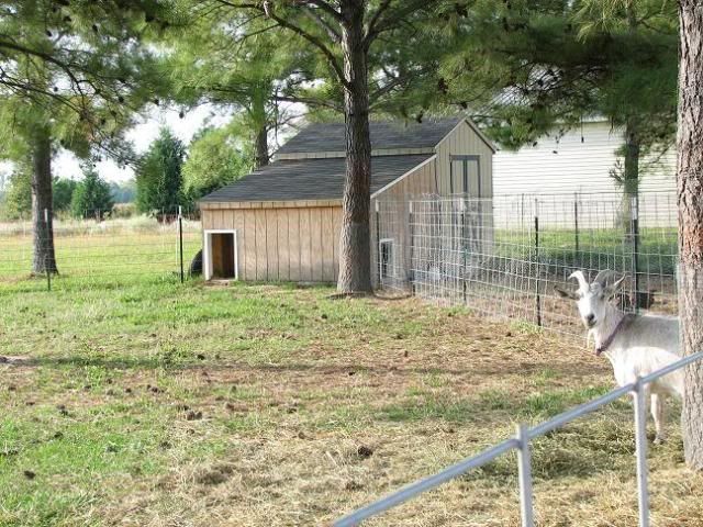 Over dramatic or??? - Goats