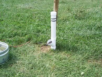 Goats and Chickens... - Goats