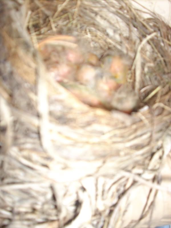 http://i34.photobucket.com/albums/d130/sozobe/babyrobins.jpg