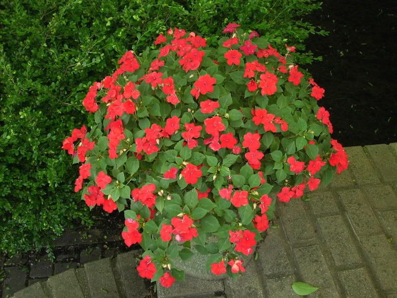 http://i34.photobucket.com/albums/d130/sozobe/impatiens.jpg