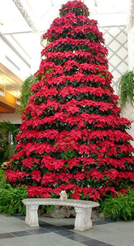 http://i34.photobucket.com/albums/d130/sozobe/pennywithpoinsettiaxmastree.jpg