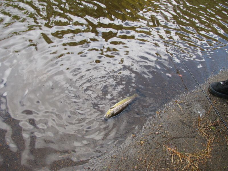 Adirondacks Fishing Fishing Forum Niagara Fishing Forum