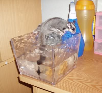 sugar glider swimming Pictures, Images and Photos