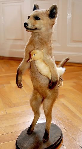 fox with duck