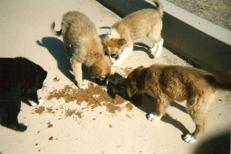 scan0002.jpg