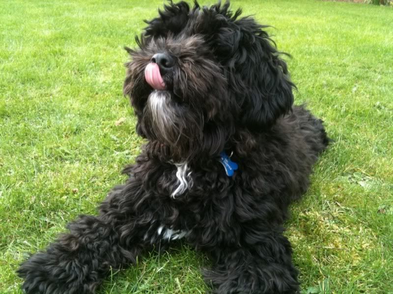 Lhasapoo Black