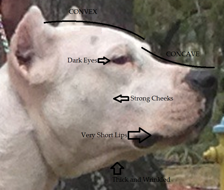  photo Dogoheadlabeled_zps01f82b22.png