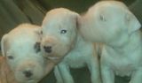 Dogo+argentino+puppies+for+sale+in+alabama