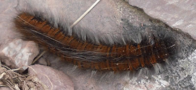 bossingtoncaterpillar.jpg