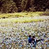 http://i34.photobucket.com/albums/d136/alexana303/Icons/Eclipse/xanaeclipsebava0.jpg
