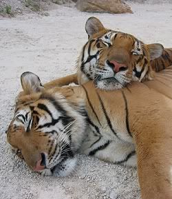 PeacefulTigers.jpg