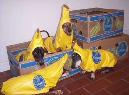 dog-costume-banana.jpg