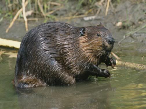 beaver.jpg