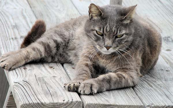 Long Hair Tabby. hairstyles Long Hair Tabby