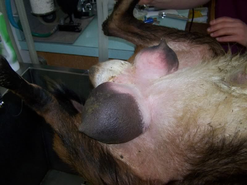Mastitis : Buck Mastectomy/Milking buck - Health & Wellness