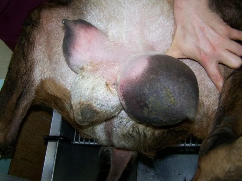 Mastitis : Buck Mastectomy/Milking buck - Health & Wellness