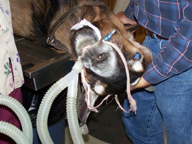 Mastitis : Buck Mastectomy/Milking buck - Health & Wellness