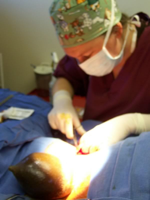 Mastitis : Buck Mastectomy/Milking buck - Health & Wellness