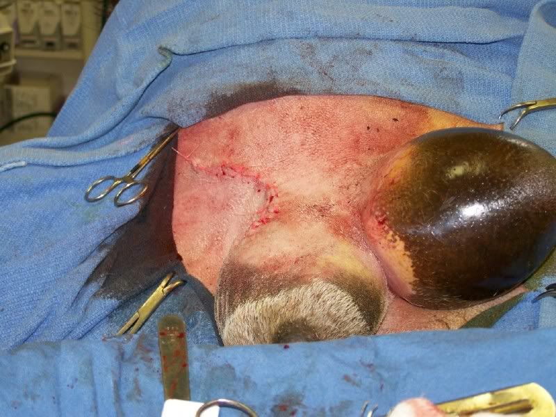 Mastitis : Buck Mastectomy/Milking buck - Health & Wellness