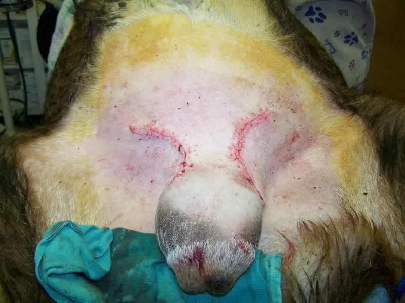 Mastitis : Buck Mastectomy/Milking buck - Health & Wellness