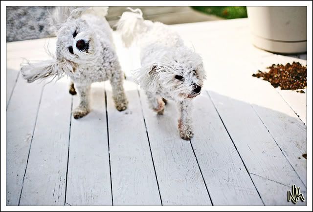 IMAGE: http://i34.photobucket.com/albums/d140/suuupra/IMG_4768zcopys.jpg