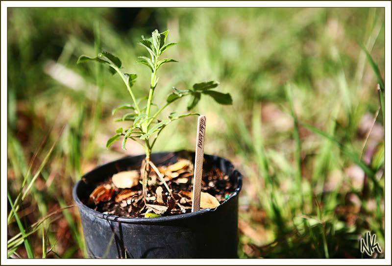 IMAGE: http://i34.photobucket.com/albums/d140/suuupra/IMG_7239s.jpg