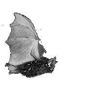 Bat