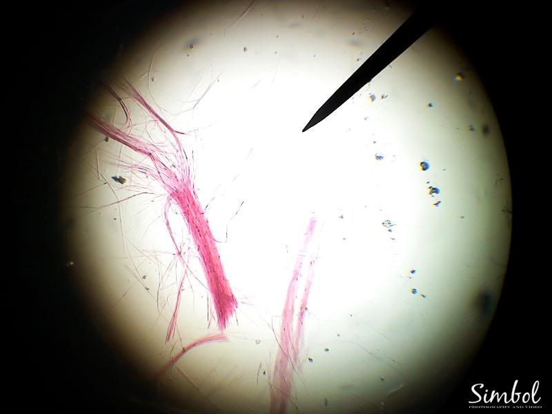 IMAGE: http://i34.photobucket.com/albums/d142/hoser25/Sears2of2.jpg