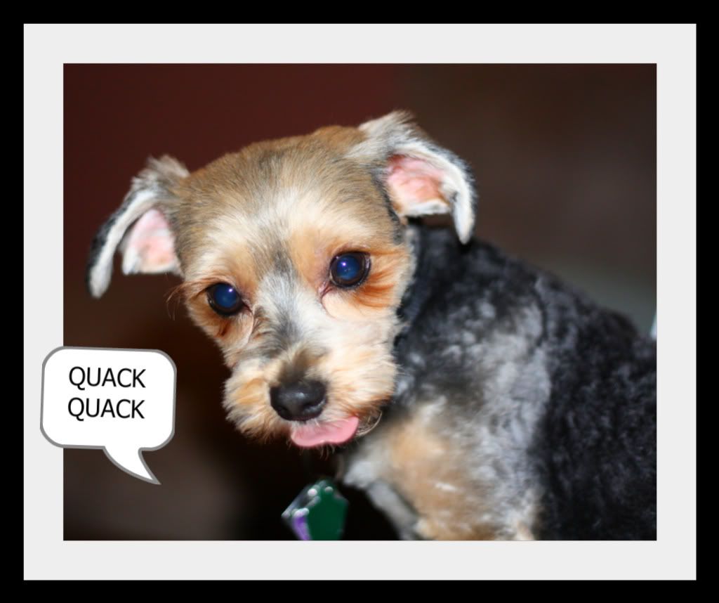 IMAGE: http://i34.photobucket.com/albums/d143/jmadness23/xsi10-28-08103-4.jpg