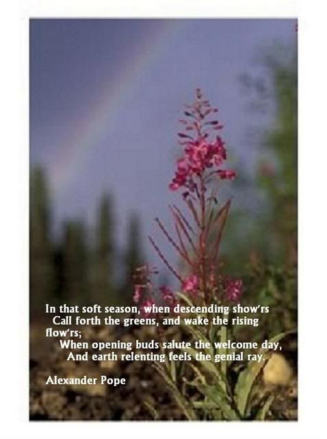 1fireweedrainbow1.jpg