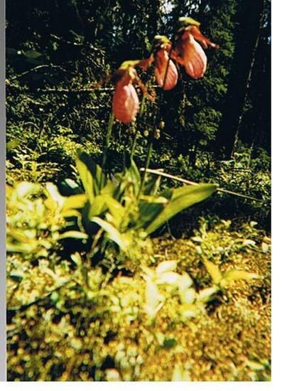 ladyslipper.jpg