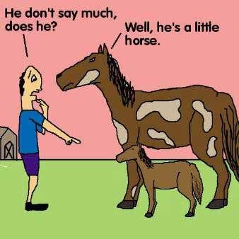 1smilemindbluff-punhorse.jpg picture by nan_75