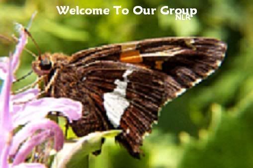 1welcome2.jpg picture by nan_75