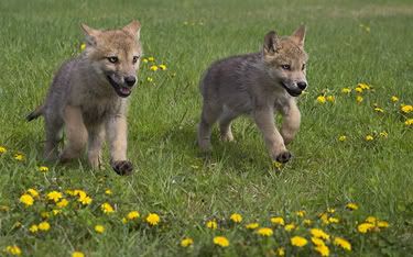 babywolvesww.jpg lil baby wolfs image by wolfindark