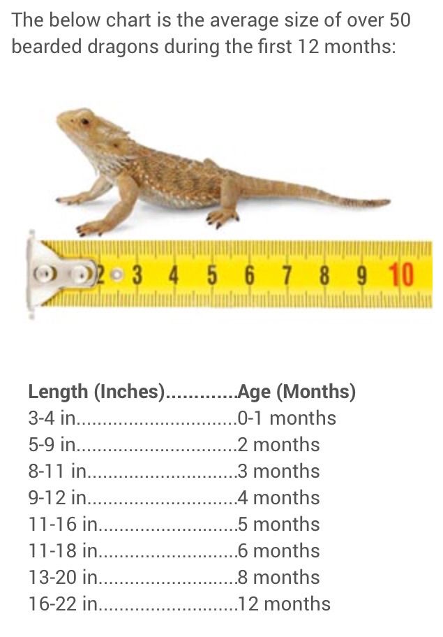 3 Month Old Bearded Dragon Diet Schedule Foods