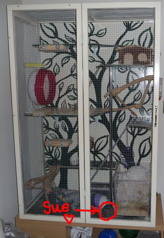 One Female Degu with Large Custom Cage for Sale Reptile Forums