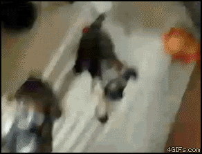 Puppies_gate_GTFO.gif
