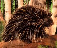 porcupine Pictures, Images and Photos