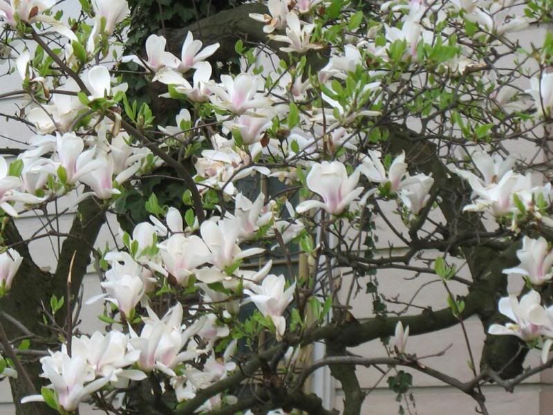 IMG_0442.JPG Pictures, Images and Photos