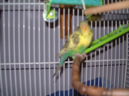kiwi017.jpg
