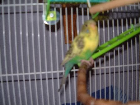 kiwi018.jpg