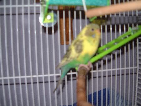 kiwi019.jpg