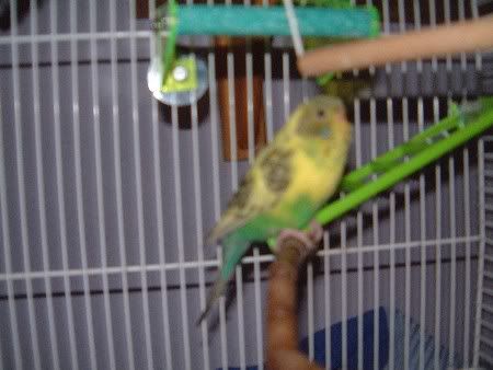 kiwi020.jpg