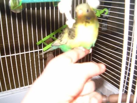 kiwi032.jpg