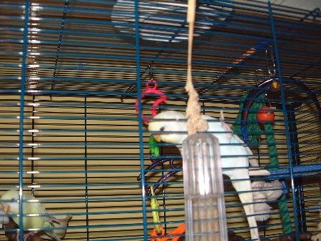 kiwi038.jpg