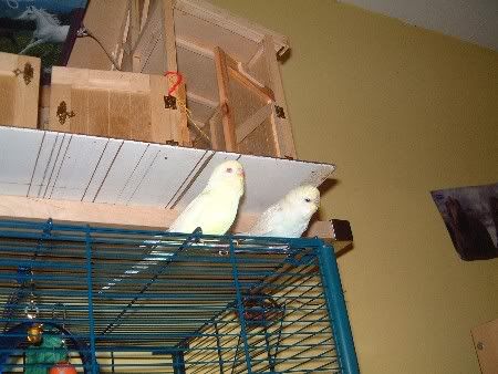 kiwi046.jpg
