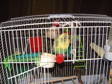 kiwi56001.jpg