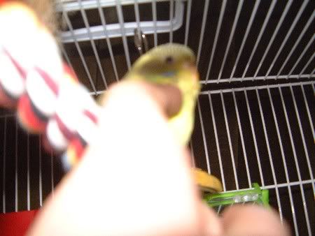kiwi56002.jpg