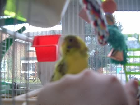 kiwi56008.jpg